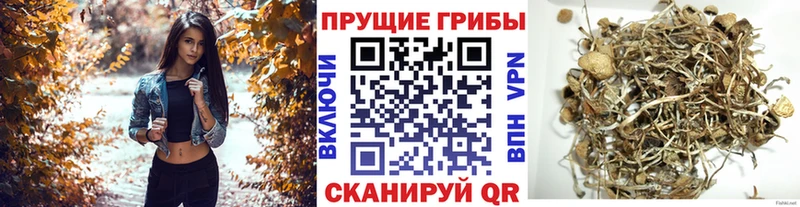 shop формула  Балей  Псилоцибиновые грибы Psilocybine cubensis 